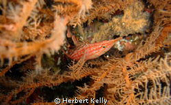 This little fella was hiding in the coral I quite like th... by Herbert Kelly 